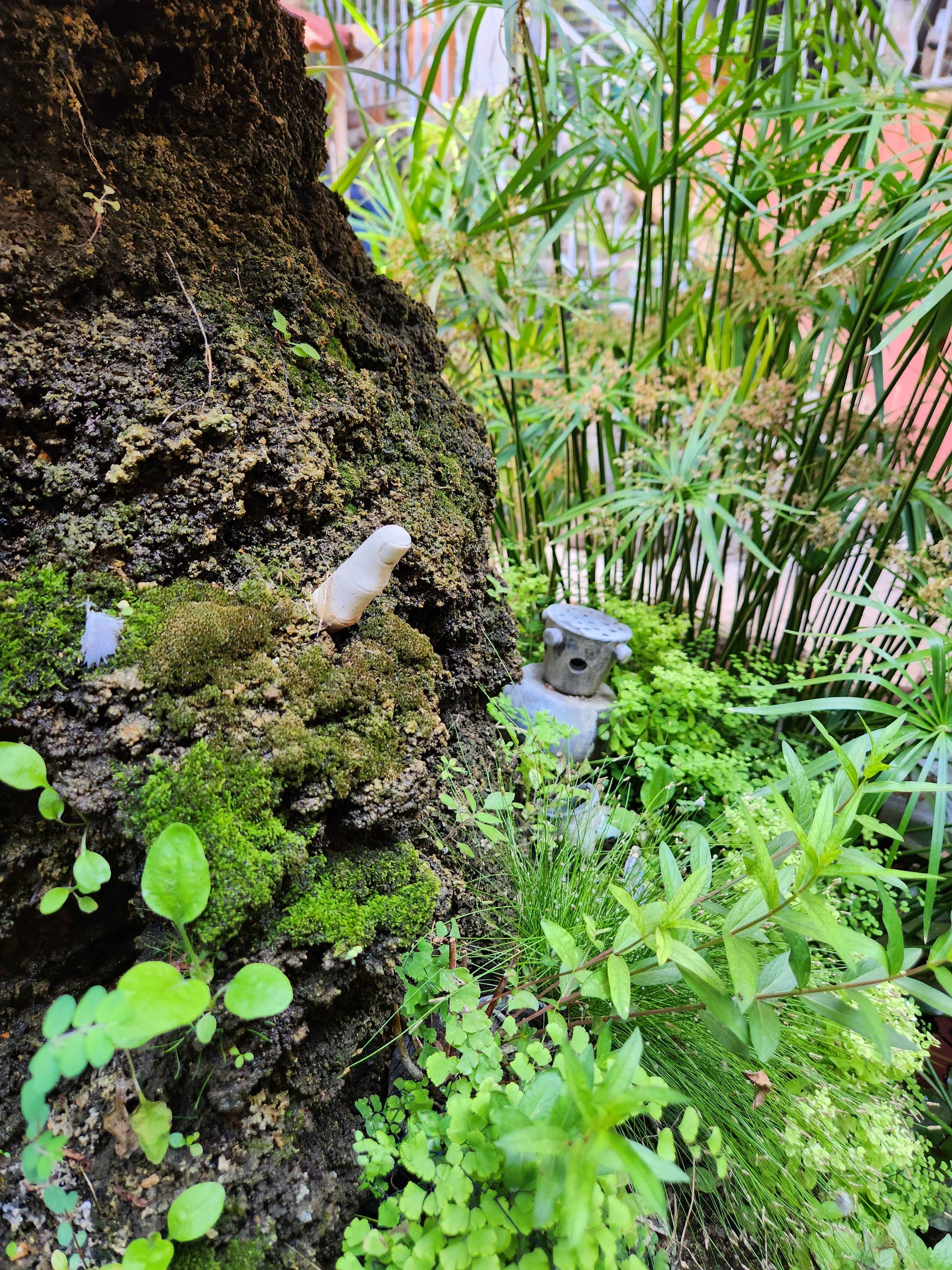 Le jardin intérieur et son bassin (11/13)