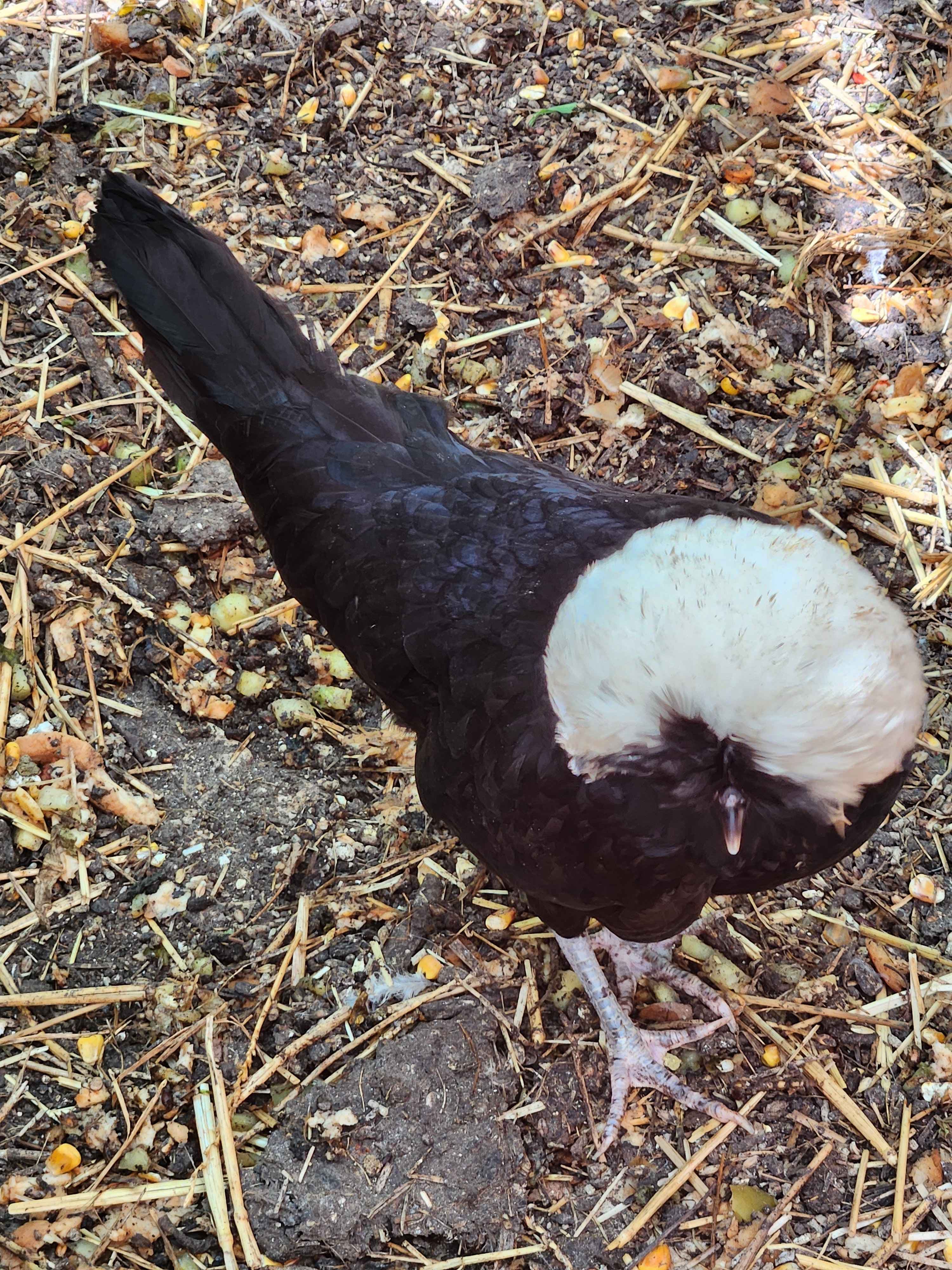 Nos poules, dans le jardin (2/4)