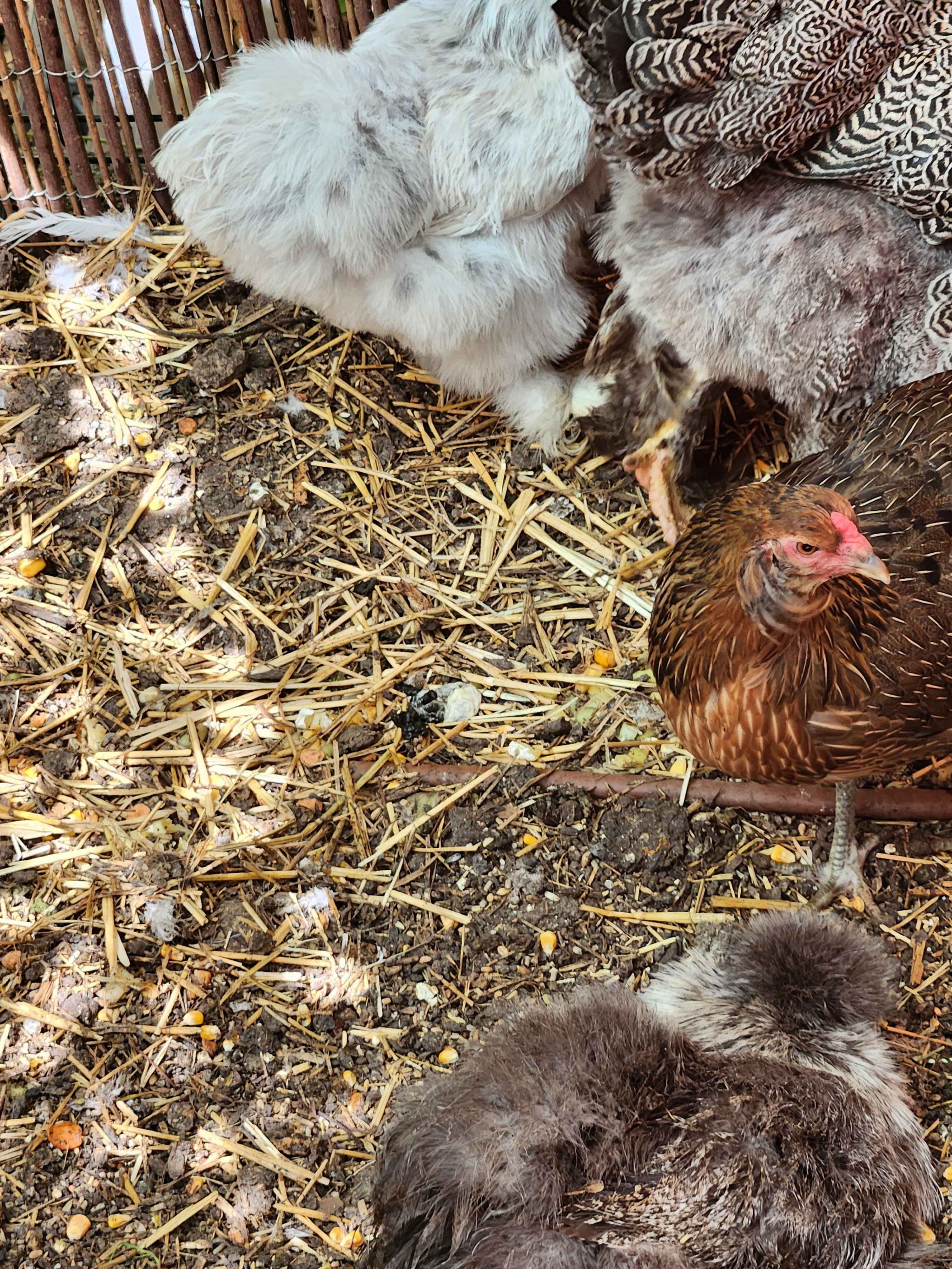 Nos poules, dans le jardin (4/4)