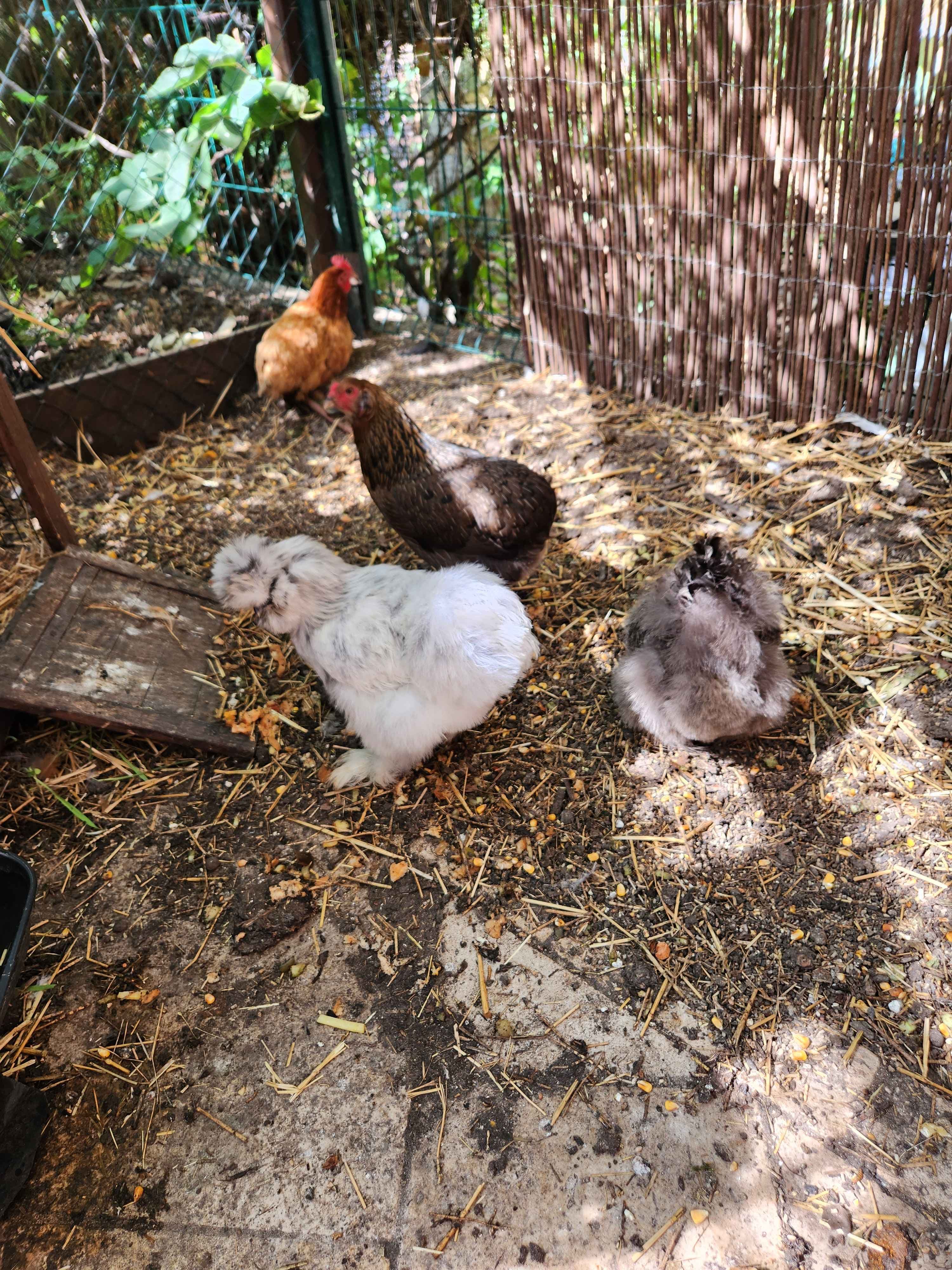 Nos poules, dans le jardin (1/4)